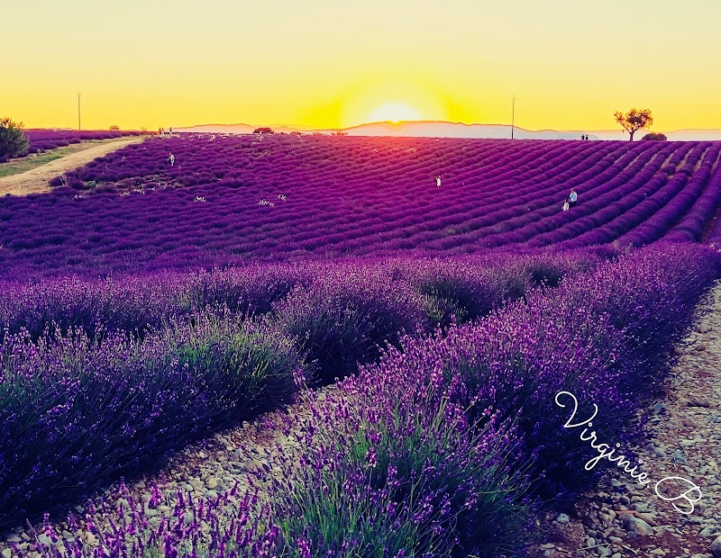 Valensole / Provence Place mentioned in saved reels