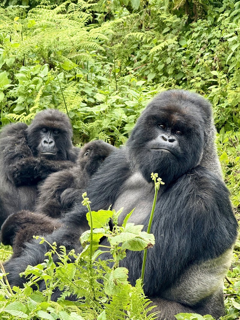 Volcanoes NP / Rwanda