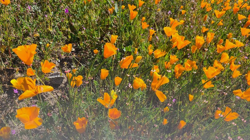 Weir Canyon / Anaheim Hills