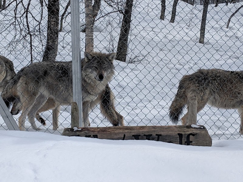 Wolf Lodge / Bardu Place mentioned in saved reels
