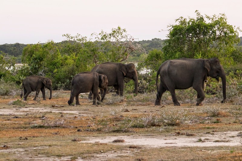 Yala National Park / Sri Lanka Place mentioned in saved reels