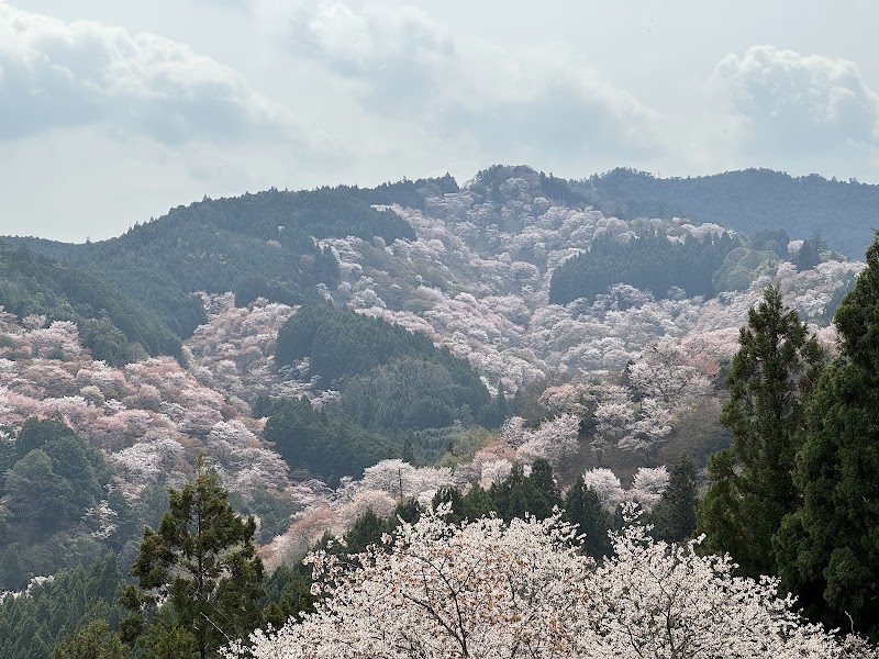 Yoshinoyama / Japan Place mentioned in saved reels
