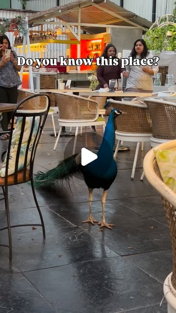 Unique Pune Dining thumbnail