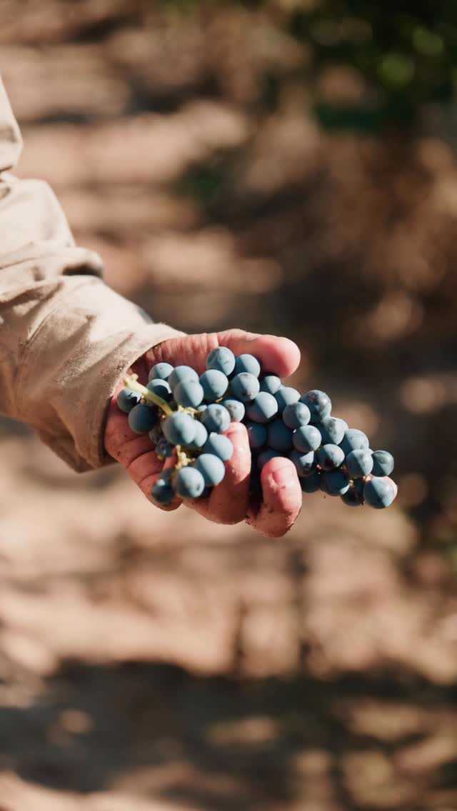 Anaia Winery Harvest