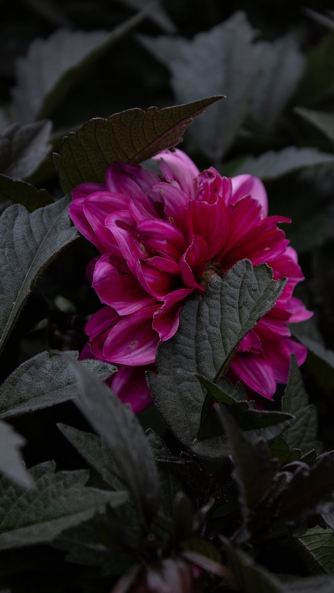 Vibrant Goth Plants