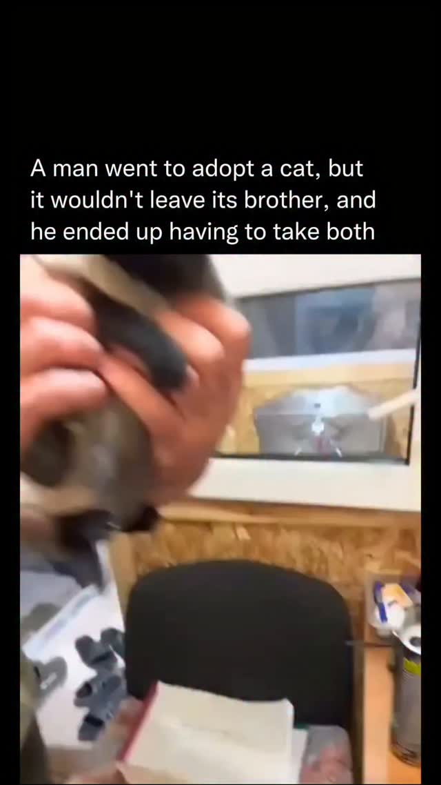 Bonded Kitten Adoption thumbnail