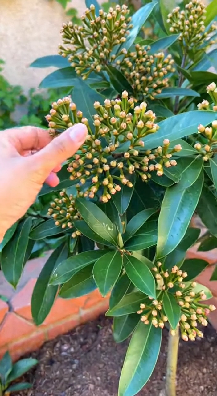 Grow Cloves Fast thumbnail