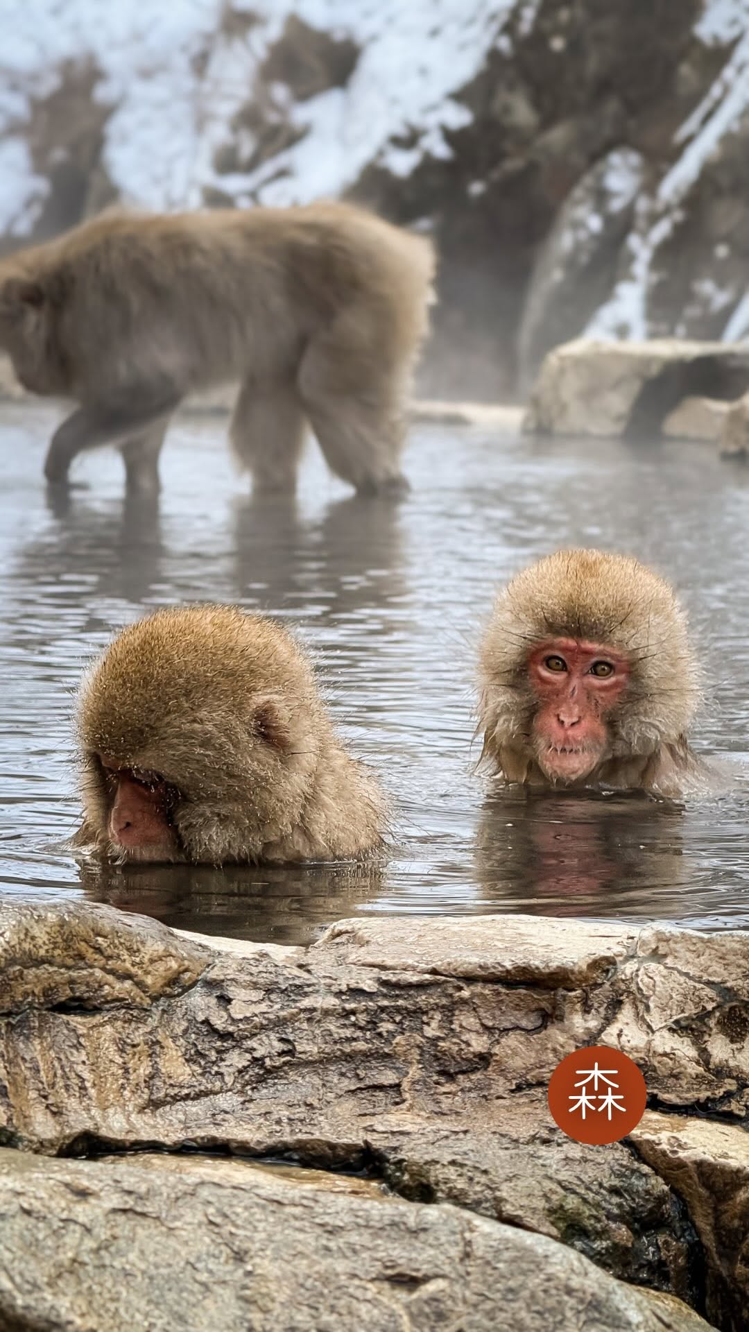 Nagano Snow Monkeys thumbnail