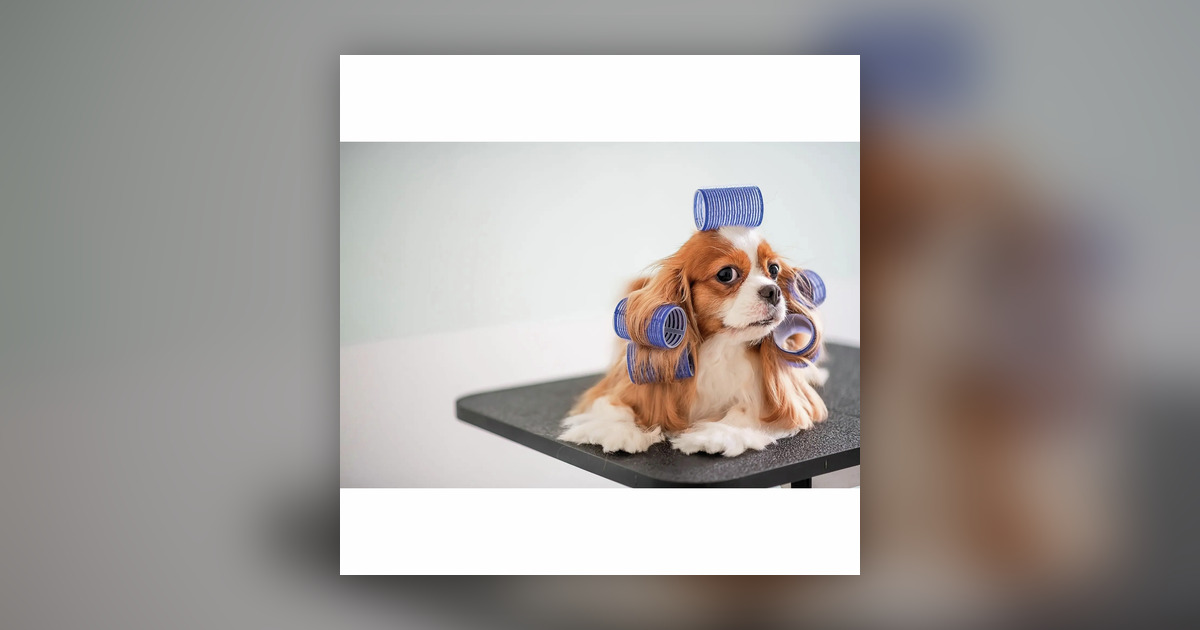 Pet Humanization Trend thumbnail