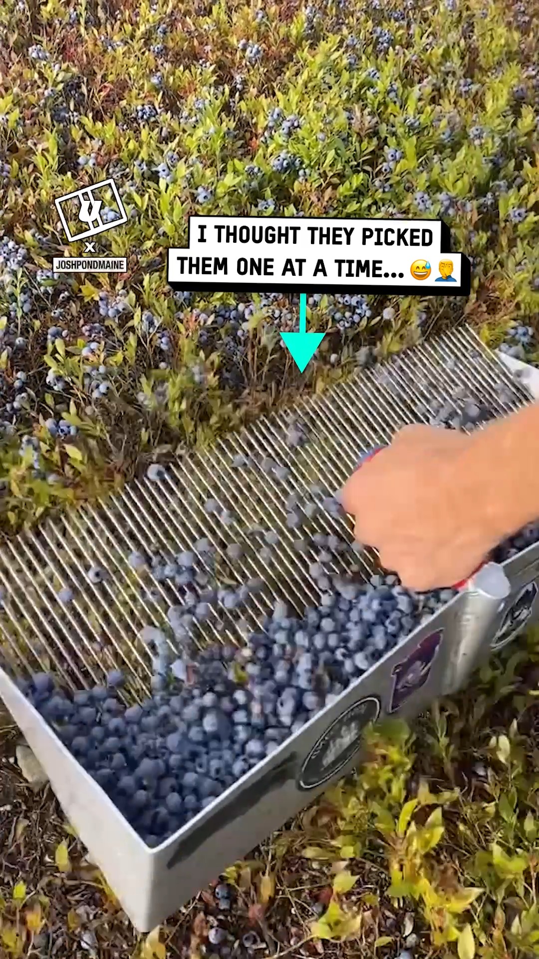 Efficient Blueberry Harvesting thumbnail