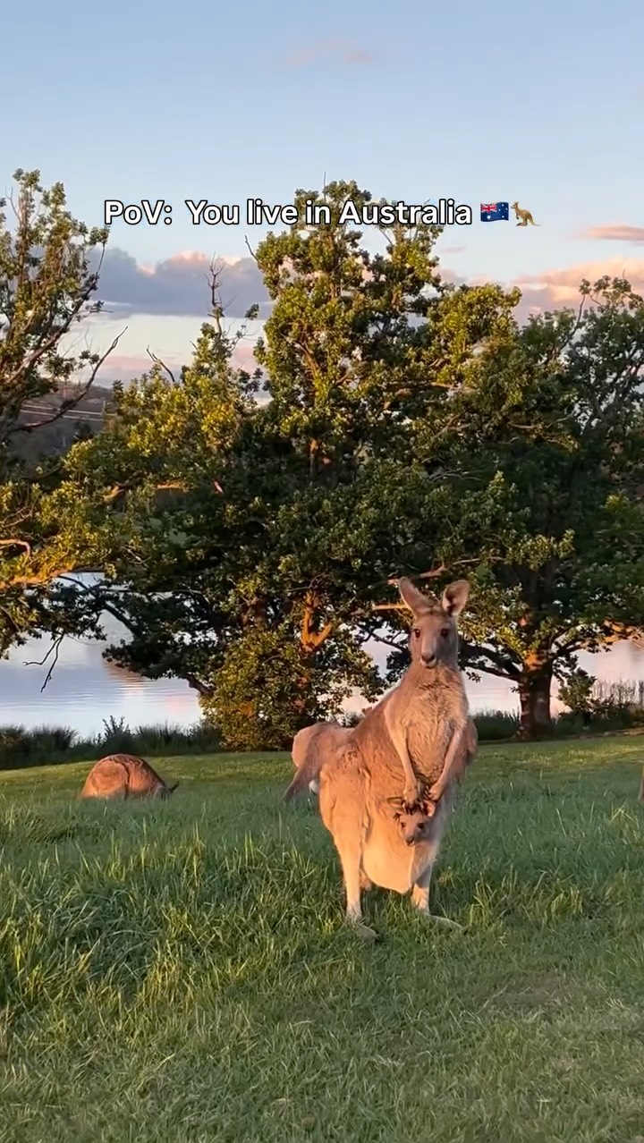 Kangaroos in Australia